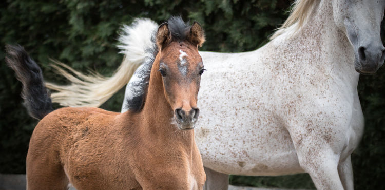 Voedingsadvies op maat van uw paard